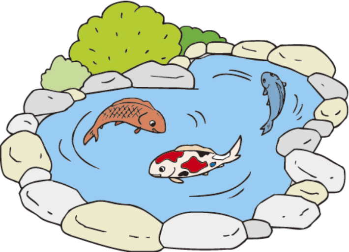 鯉が泳ぐコンクリート池のイラスト
